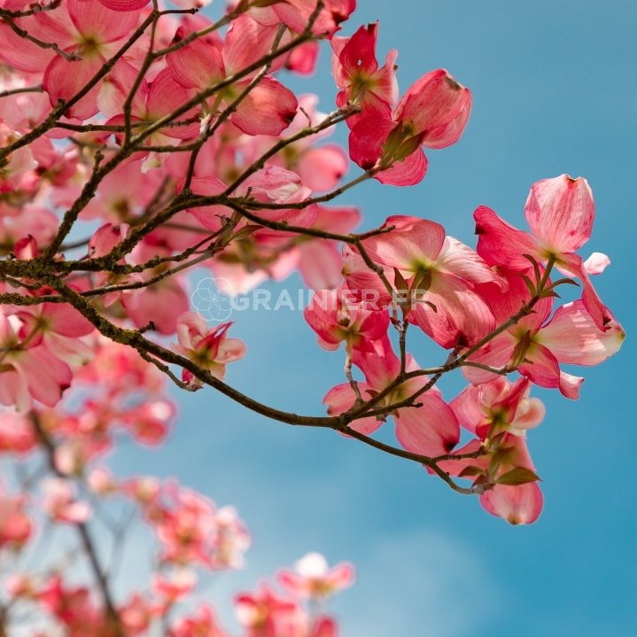 Cornouiller à fleurs rose d'Amérique, Cornus florida Rubra image